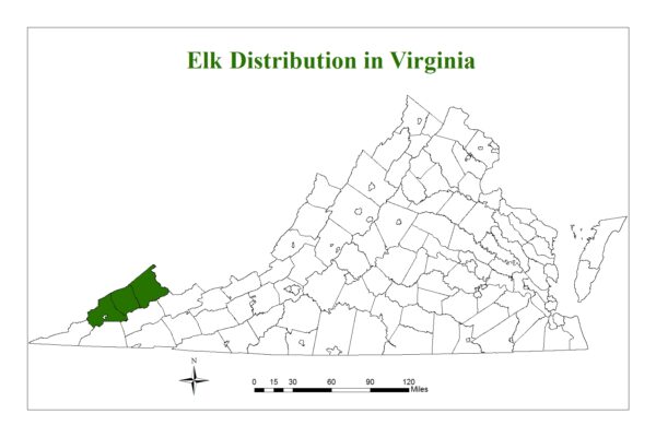 Elk are found in three counties of virginia
