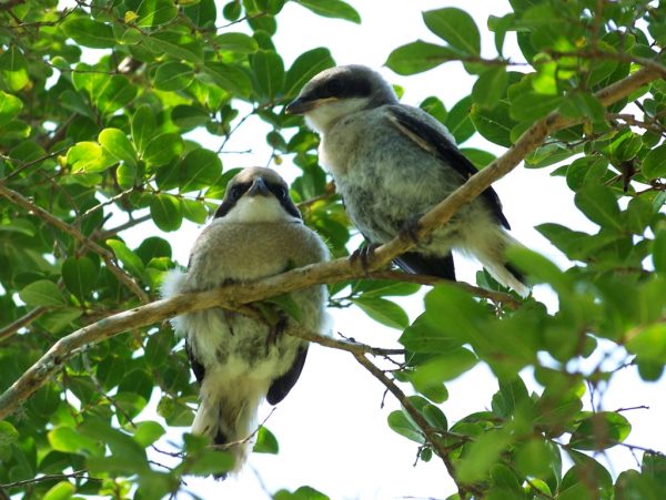 An image of Loggerhead Shrike